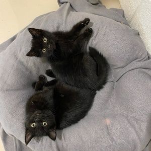 Meet your Posher, Martha